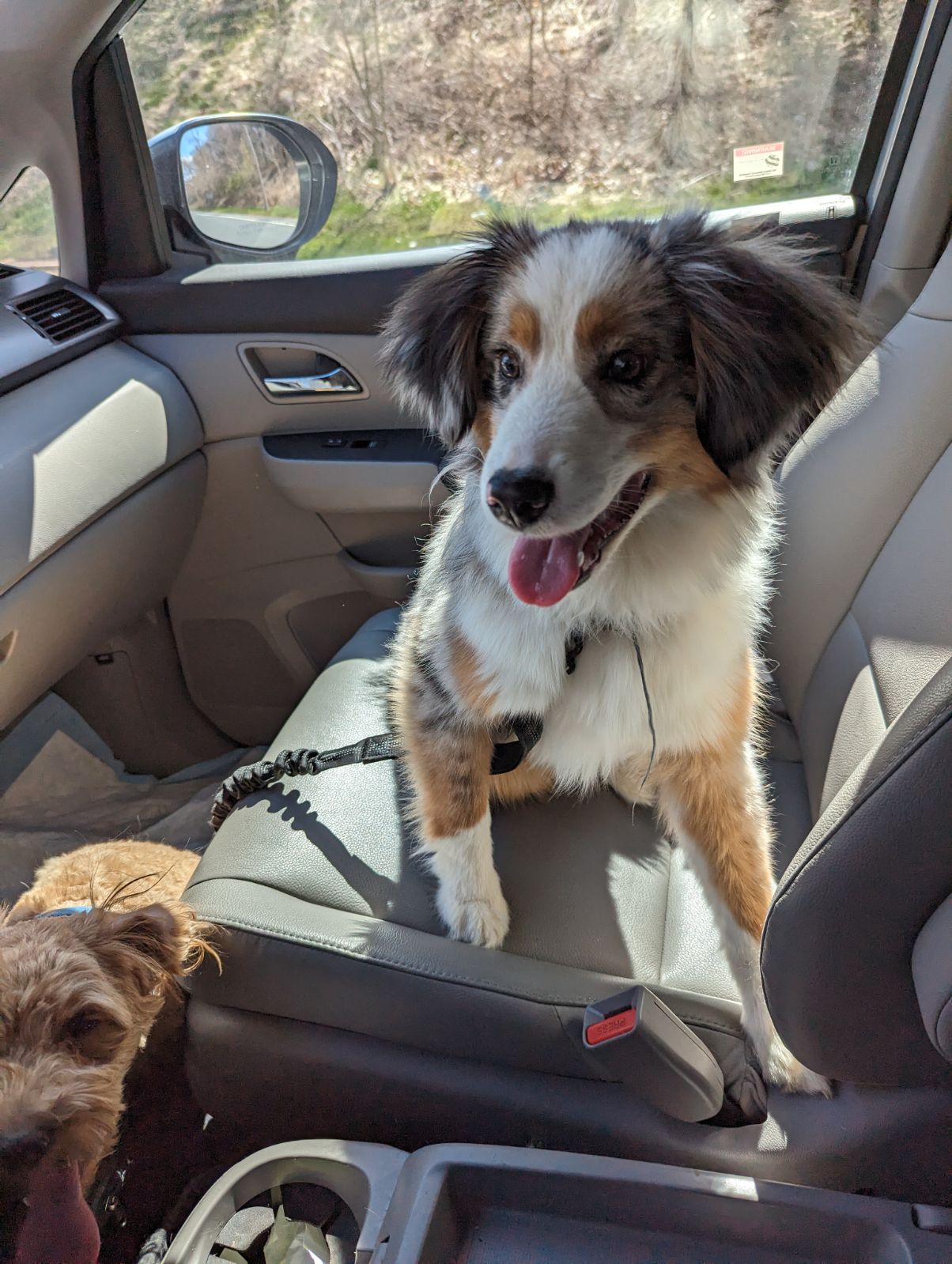 Mom-blue-merle-2